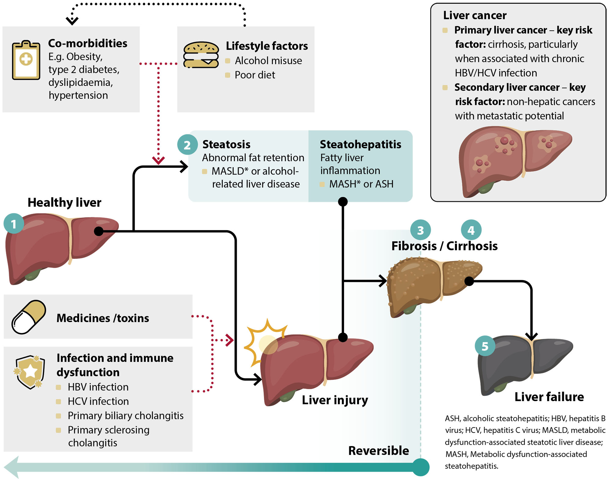 when-should-i-receive-a-liver-function-test-prestige-er