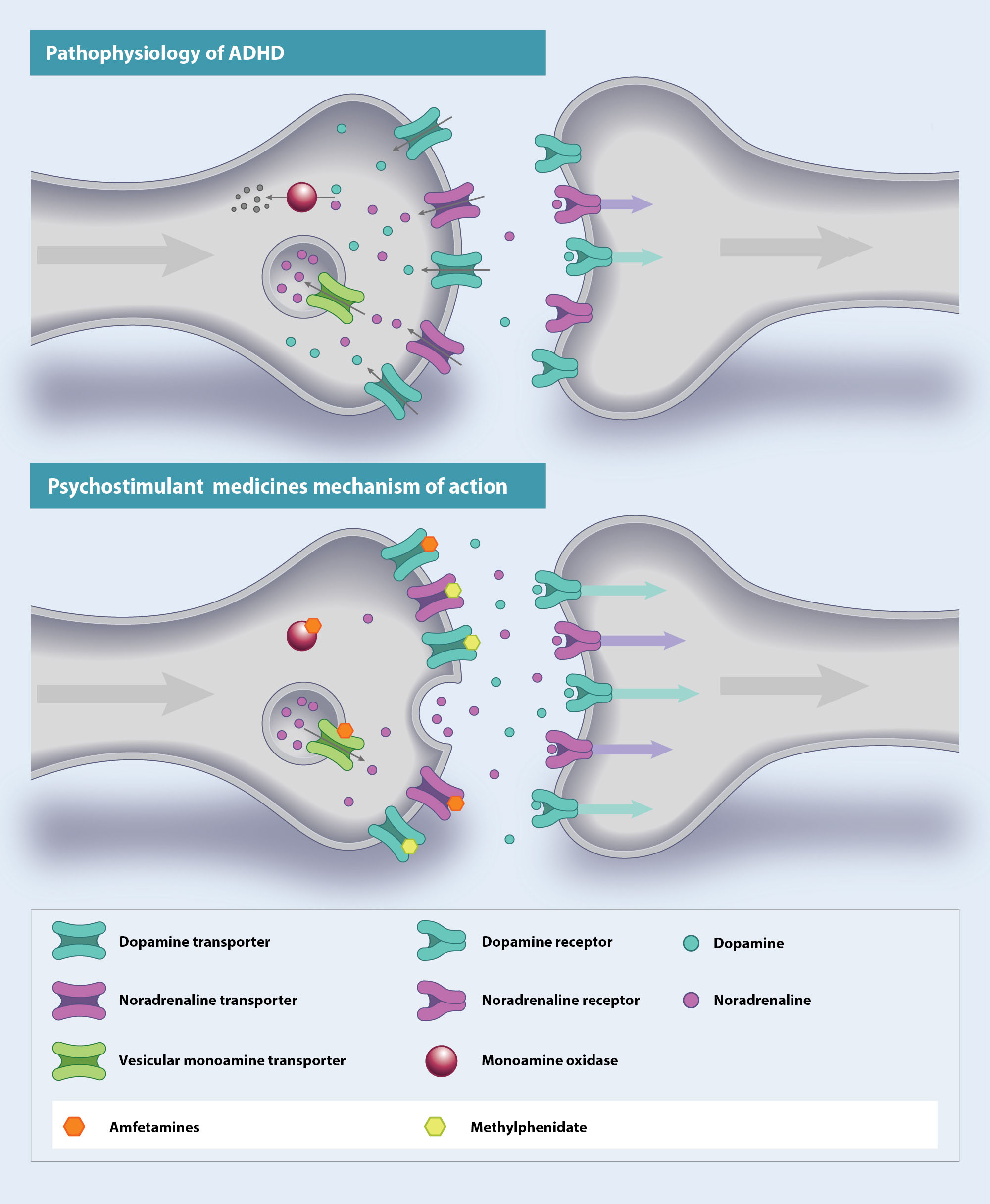 Simplified pathophysiology of reduced synaptic signalling in ADHD