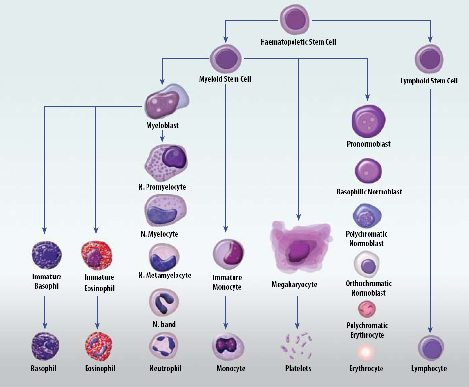 What Is Nrbc On Blood Test at Vito Dianne blog