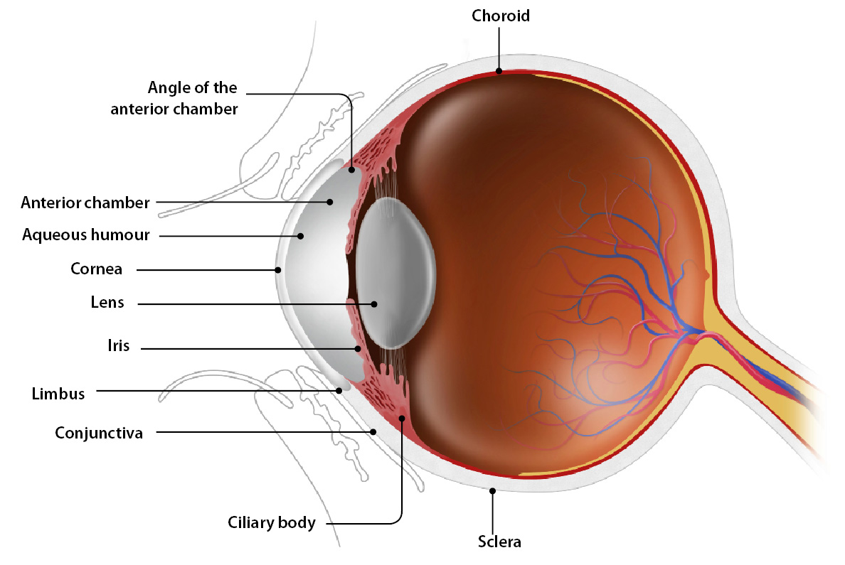 keratitis vs conjunctivitis